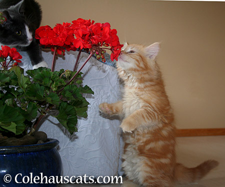 Flower Fireworks for kittens - 2015 © Colehauscats.com