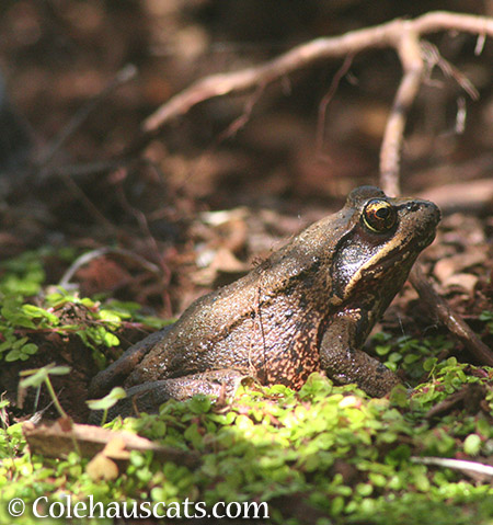 Joe the Frog - 2015 © Colehauscats.com