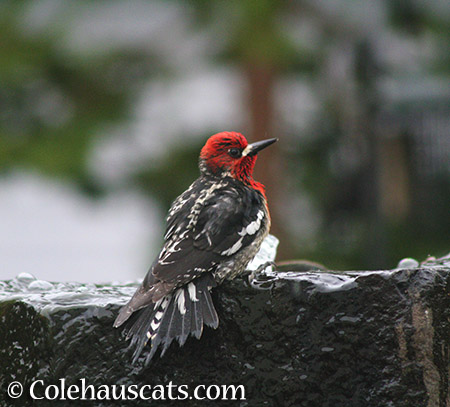 Downy Woodpecker bathing - 2015 © Colehauscats.com