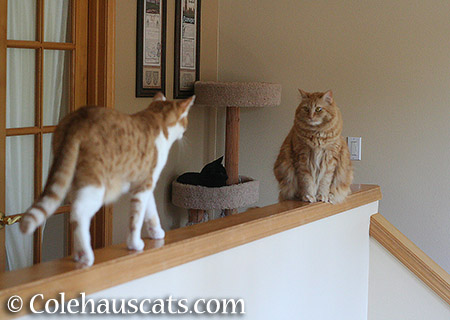 Cats on the bannister. Again. - 2015 © Colehauscats.com