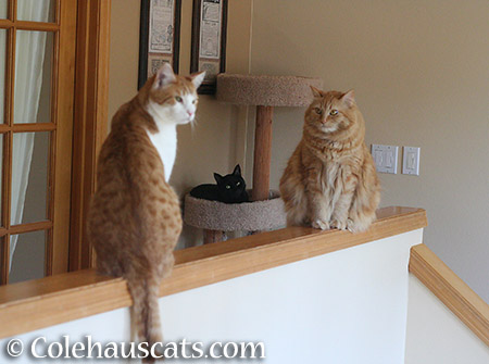 Quint, Olivia (on cat tower), and Pia judging her brother - 2015 © Colehauscats.com