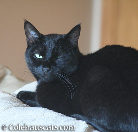 Olivia keeps one eye open - 2015 © Colehauscats.com