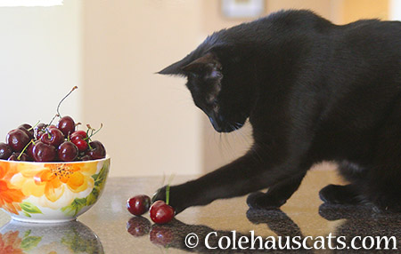 May your summer be a bowl of cherries - 2015 - 2016 © Colehauscats.com