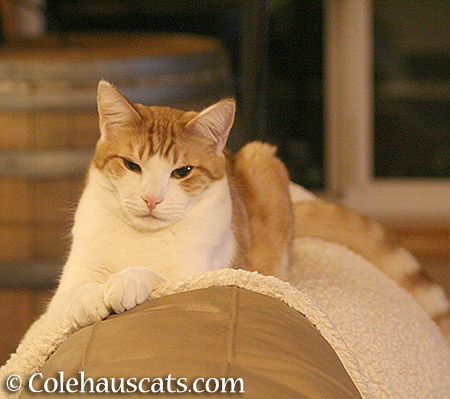 Quint - 2015 © Colehauscats.com
