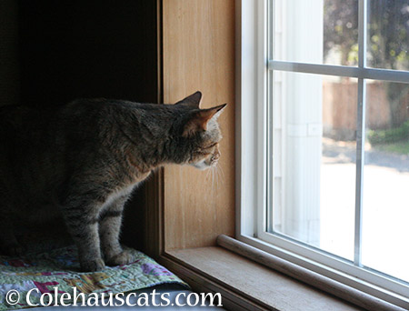 Exploring a new window - 2015 © Colehauscats.com