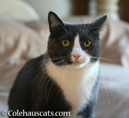 Tuxie Tessa - 2015 © Colehauscats.com