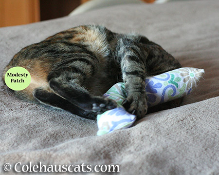 Viola sleeping with Pia's kick stick - 2015 © Colehauscats.com