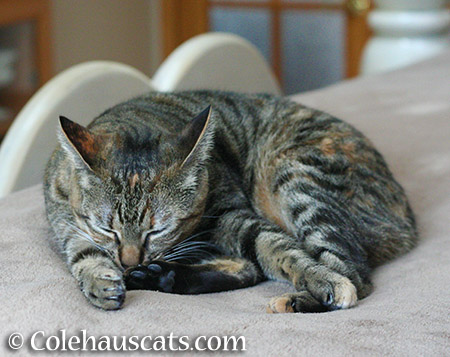 Viola still sleeping - 2015 © Colehauscats.com