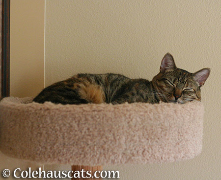 Yep, sleeping the day away - 2015 © Colehauscats.com