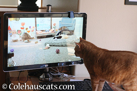 Zuzu's Internet habit - 2015 © Colehauscats.com