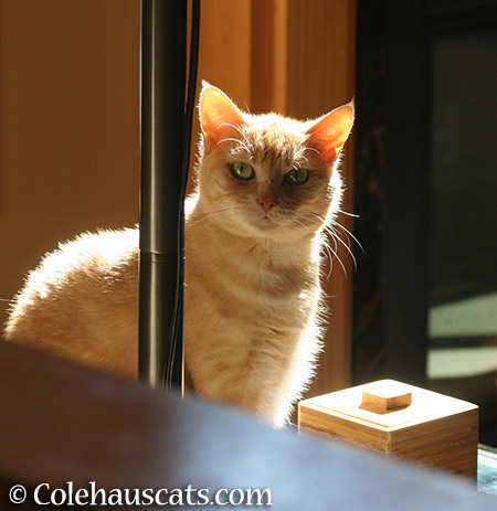 Miss Newton and her glowing ears - 2015 © Colehauscats.com