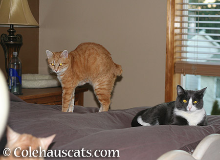 Miss Newton, Zuzu, and Tessa - 2015 © Colehauscats.com
