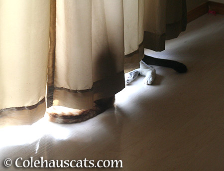 The Curtain Thing - 2015 © Colehauscats.com