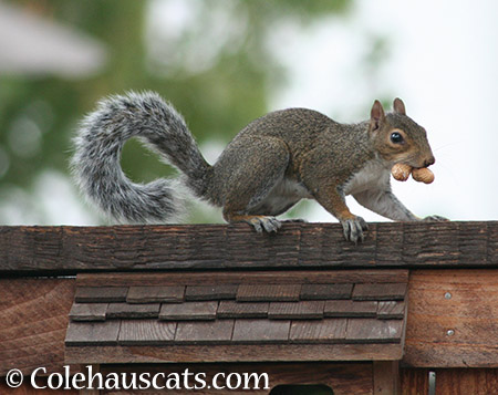 Double nutty squirrel - 2015 © Colehauscats.com