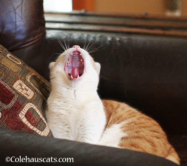 ...Monday!!!  - 2015 © Colehauscats.com