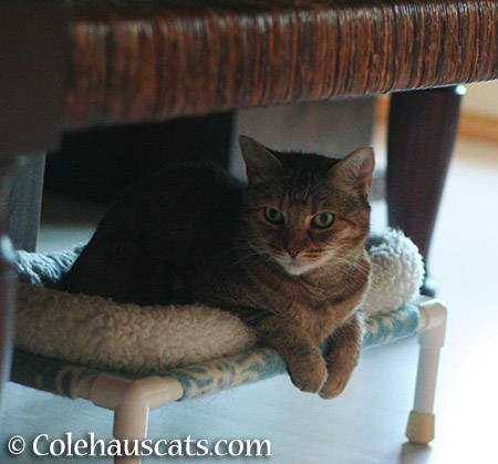 Restful Ruby - 2015 © Colehauscats.com