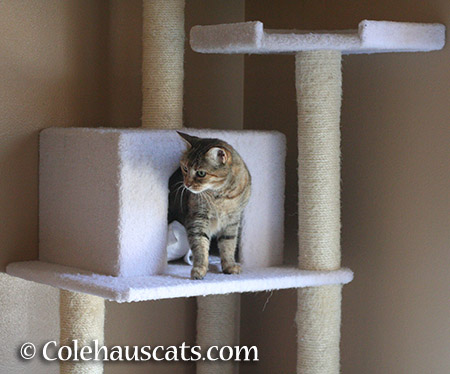 It's Ruby's tower... - 2015 © Colehauscats.com