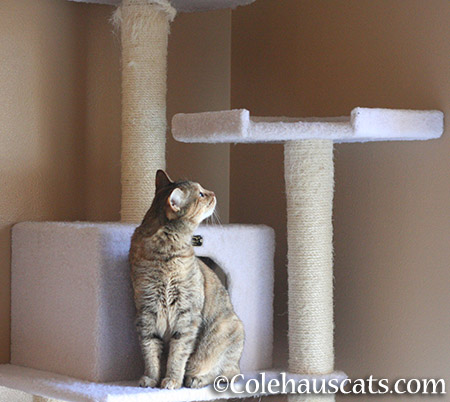 ...it looks like her tower... - 2015 © Colehauscats.com