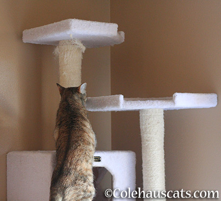 ...it's tall like her tower - 2015 © Colehauscats.com