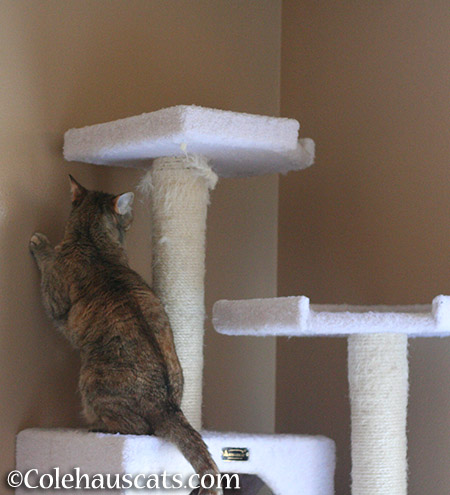 ...a high place like her tower - 2015 © Colehauscats.com