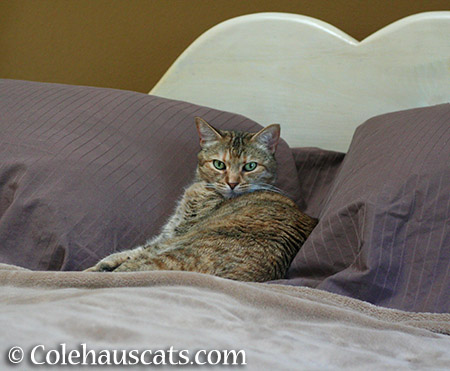 Ruby at Rest - 2015 © Colehauscats.com