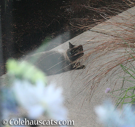 Cocoa enjoying the garden - 2015 © Colehauscats.com