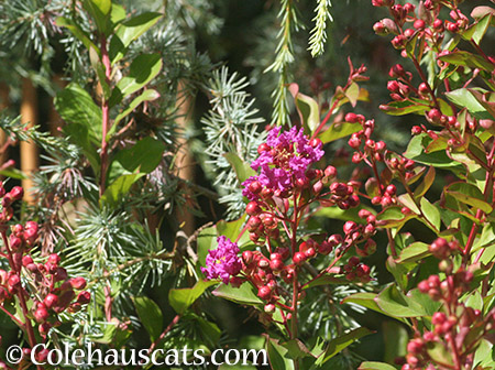 Fall Crepe Myrtle - 2015 © Colehauscats.com