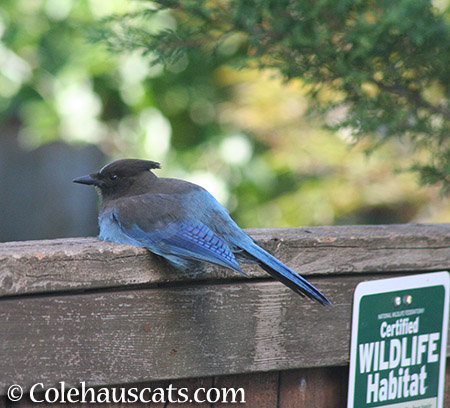 Friendly Stellar Jay - 2015 © Colehauscats.com