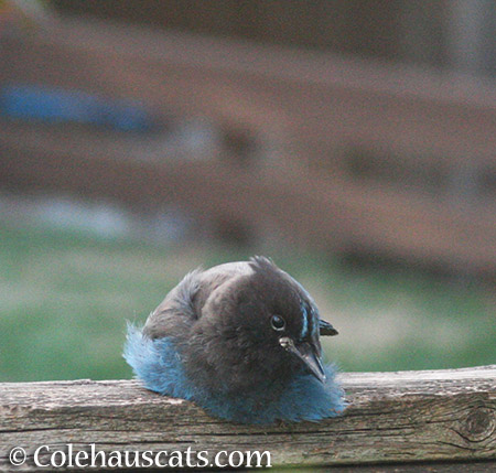 Judgmental Stellar Jay - 2015 © Colehauscats.com