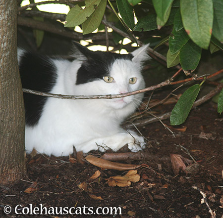 Gardening with Momo - 2015 © Colehauscats.com