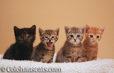 The Niblets Illy, Viola, Robbie, and Russell, November 2013 - 2015 © Colehauscats.com