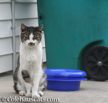 Visiting neighbor cat Mustacheo - 2015 © Colehauscats.com