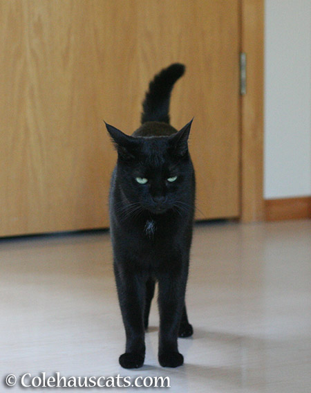 Someone is grumpy - 2015 © Colehauscats.com