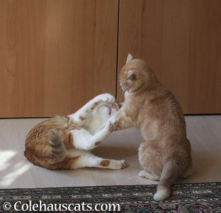 Quint and Miss Newton shenanigans - 2015 © Colehauscats.com