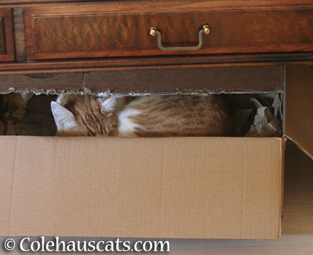 Quint in a box - 2015 © Colehauscats.com