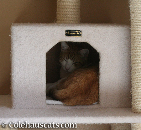 Quint's Hideout - 2015 © Colehauscats.com