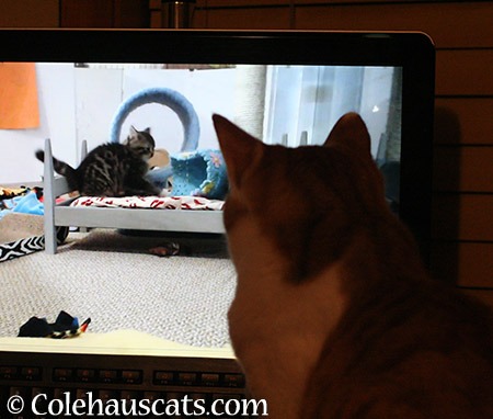 Quint watching Kitten TV - 2015 © Colehauscats.com