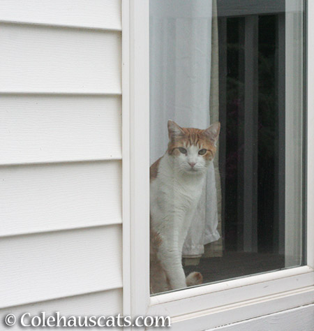 Quint at the window - 2015 © Colehauscats.com