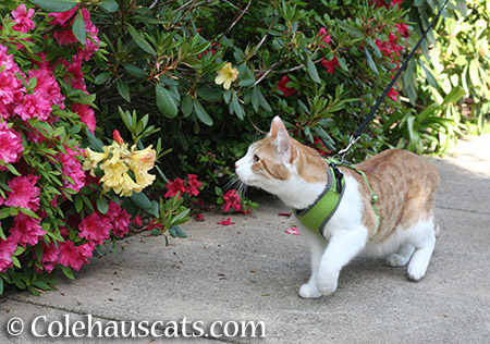 Quint loves strong colors in the garden - 2015 © Colehauscats.com