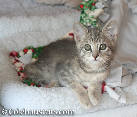 Robbie who became Talliah, December 2013 - 2015 © Colehauscats.com