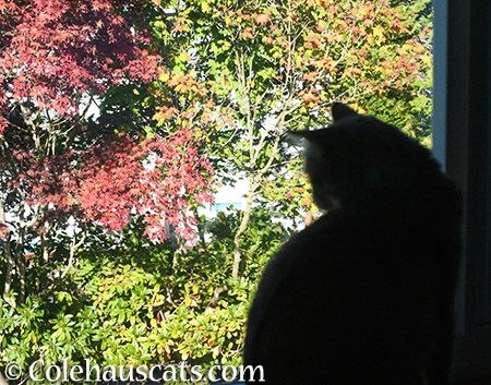 Ruby watching fall leaves - 2015 © Colehauscats.com