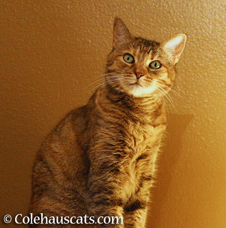 Ruby's Autumn colors - 2015 © Colehauscats.com