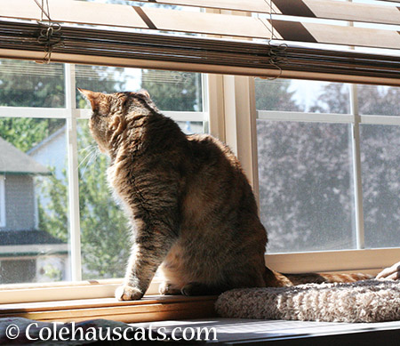 Last of the sunbathing for Ruby - 2015 © Colehauscats.com