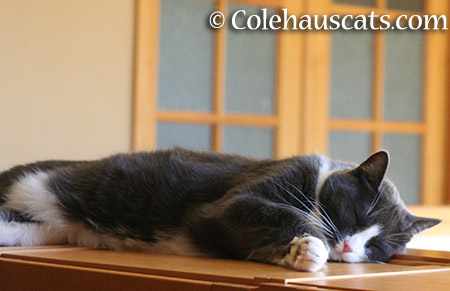 Tessa Off - 2015 © Colehauscats.com