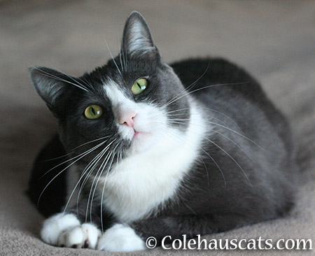 Tessa On - 2015 © Colehauscats.com
