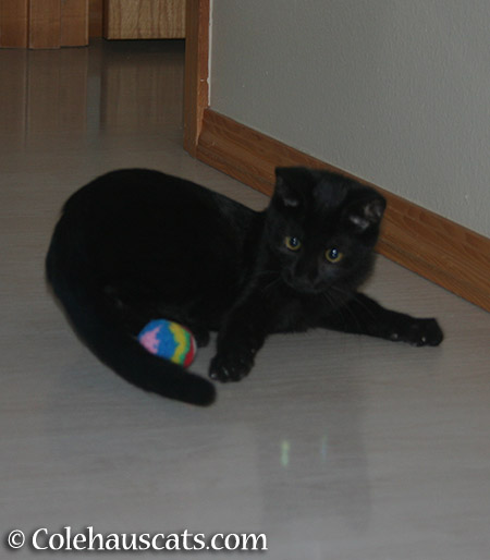 Olivia with her first toys (2012) - 2015 © Colehauscats.com