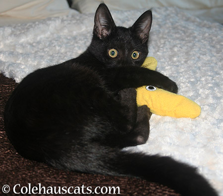 Olivia with her first toys (2012) - 2015 © Colehauscats.com