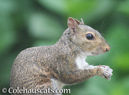 Close up of unicorn squirrel - 2015 © Colehauscats.com