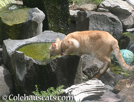 Neighbor cat Whittles' personal water fountain - 2015 © Colehauscats.com