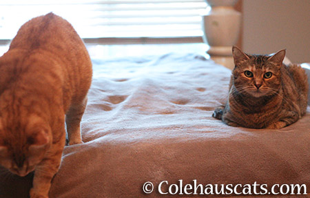 Zuzu and Ruby, getting along - 2015 © Colehauscats.com